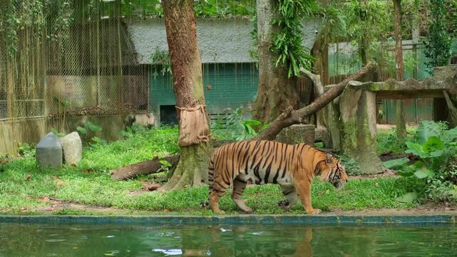 A large tiger walks slowly along a spacious enclosure with dense trees and a big pond, curiously watching people taking photos and videos during daytime.