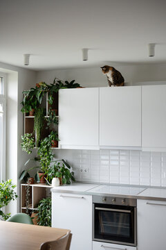 Curious domestic cat sitting on top of kitchen cabinet enjoying observing apartment from high spot, pet owner allowing naughty kitty walk on cabinets, favorite places for rest and house monitoring.