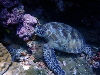 Obraz premium Green sea turtle (Chelonia mydas) resting on a coral reef underwater.