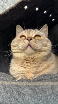 Funny cat looking around with wide eyes, vertical video.