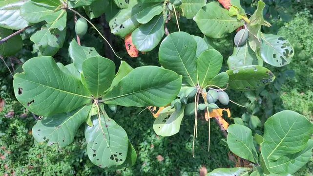 Close-Up of Indian Almond Badam Tree Leaves with Ripening Fruits, Tropical Terminalia Catappa Branches with Green Foliage in Natural Light, Fresh Badam Tree Canopy with Leaves and Seed Pods in Outdoor