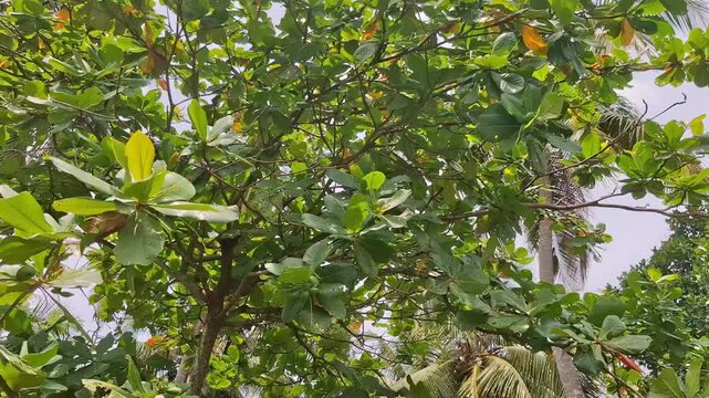 Close-Up of Indian Almond Badam Tree Canopy with Dense Green Leaves, Low Angle View of Terminalia Catappa Tree Against Bright Blue Sky, Lush Tropical Badam Tree Foliage with Coconut Palms in Bg