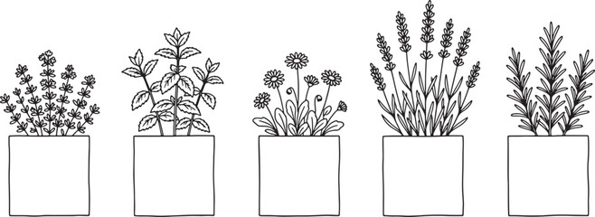 Collection of five different potted herbs and flowers, hand-drawn sketch, isolated on white Vector © FocusNest