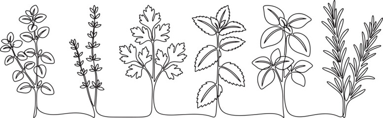 Collection of herbs and spices line art drawing: basil, rosemary, parsley, thyme, oregano Vector © FocusNest