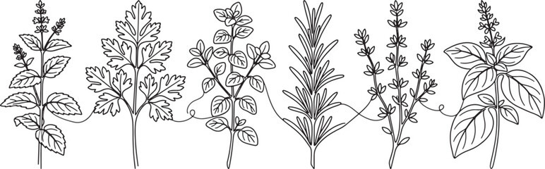 Collection of hand-drawn culinary herbs with detailed leaves and stems, vector illustration Vector © FocusNest