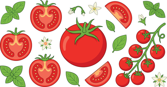 Fresh tomato vector illustration set featuring a whole red tomato, sliced halves with seeds, juicy wedges, cherry tomatoes on vine, basil leaves, and white blossoms.