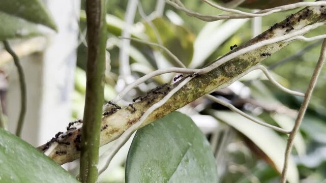 A long trail of black ants marching along a garden plant stem and aerial roots, macro nature video
