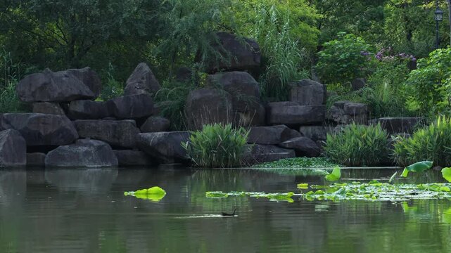 A wild duck swimming across a serene lotus pond surrounded by rocks and lush green trees in a park.