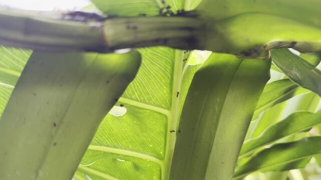 Low angle macro shot of tiny ants crawling on the stem of a large tropical green leaf with sunlight filtering through