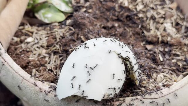 Extreme close up of black ants swarming a broken eggshell on potting soil, organic gardening fertilizer
