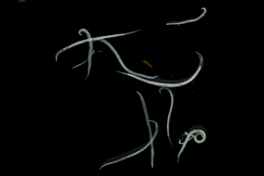 Adult tapeworm (Class Cestoda) collected from the intestine of a domestic chicken (Gallus gallus domesticus), isolated on a black background for veterinary, parasitology, biology, and educational use.