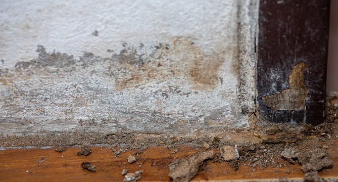 Close Up of Termites Feeding on Wood, Pest Infestation and Structural Damage Concept