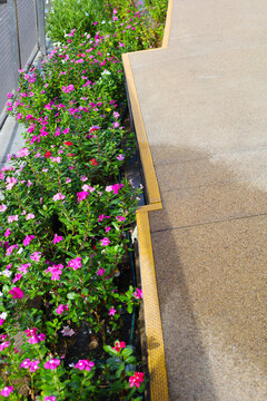Pink Catharanthus roseus flowers blooming in a long garden bed next to a concrete walkway.
