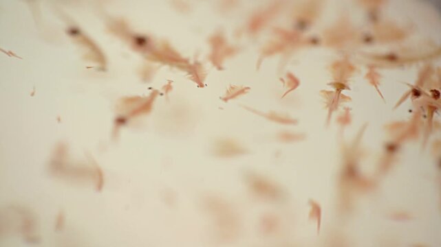 Artemia Salina Brine Shrimp in Salt Pans - Flamingo Food Chain