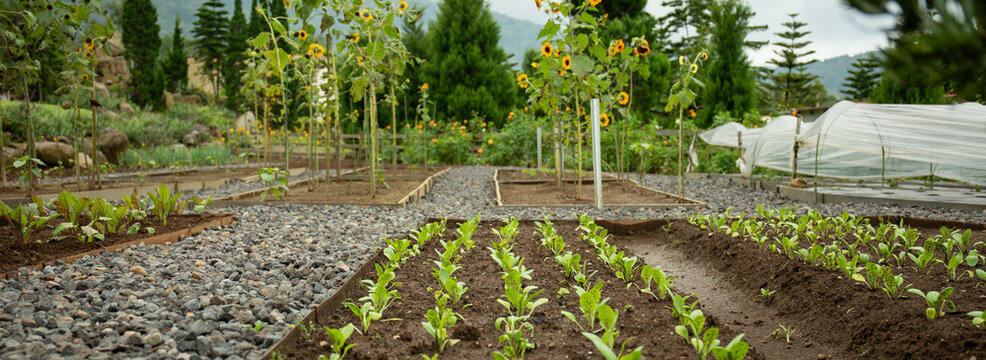 Neatly arranged garden of greens and sunflowers