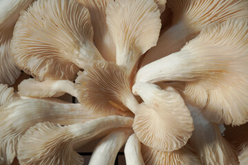 Oyster mushroom closeup image © Hanif