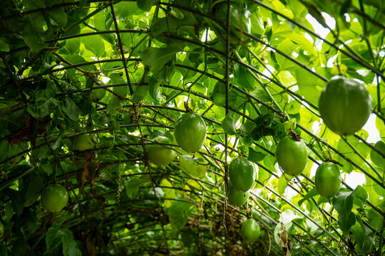 Vines laden with ripening passion fruits under an arch