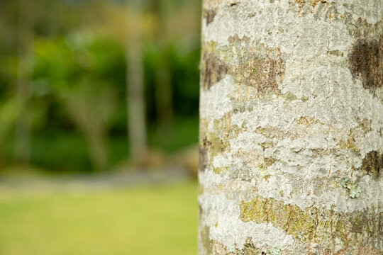 Soft-focus tree trunk with green foliage behind