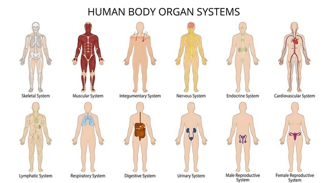 Educational chart of human body organ systems showing skeletal, muscular, nervous, cardiovascular, and reproductive anatomy for medical study