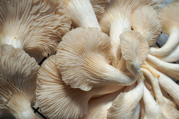Oyster mushroom closeup image © Hanif