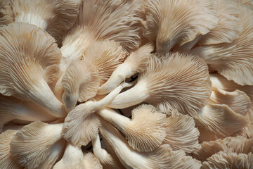 Oyster mushroom closeup image © Hanif