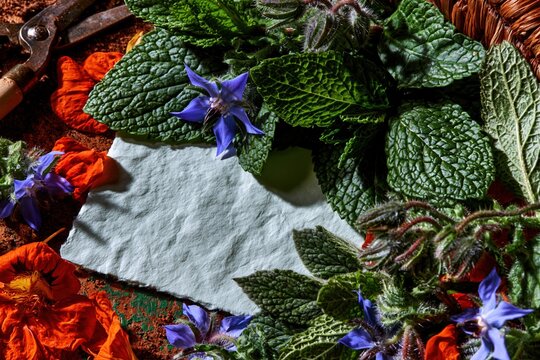 Cream blank card mockup surrounded by fresh mint, borage flowers, and garden snips on a weathered surface for sustainable gardening design