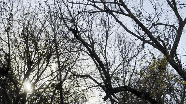 Bare Tree Branches Against Sky sunlight through trees, sun shining through branches, bare trees, winter trees, leafless forest, tree silhouette, sun flare, woodland background, forest sunlight, blue 