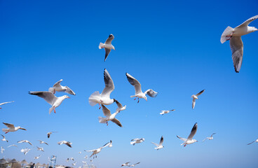 Fototapeta premium A Flock of Gulls Soaring in the Sunlight