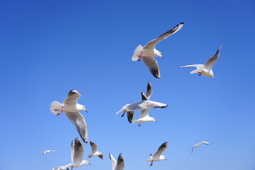 Fototapeta premium A Flock of Gulls Soaring in the Sunlight