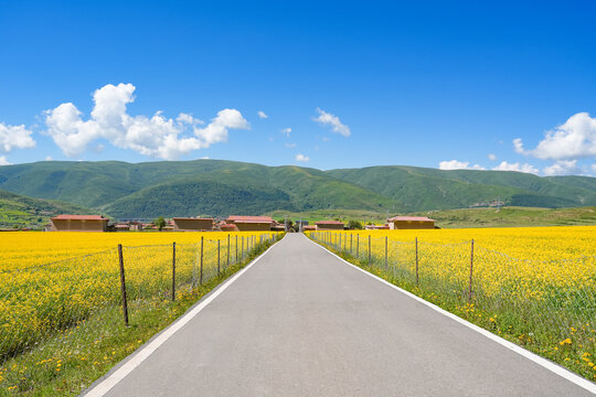 Straight rural road leading to red-roof village houses surrounded by golden rapeseed fields and green mountains, Aba, Sichuan, China