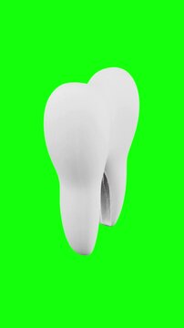 healthy teeth animated on green screen background, vertical video