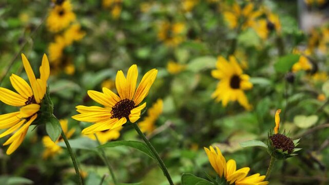 Rudbeckia Hirta Bright Yellow Daisy Flower July 8 2026