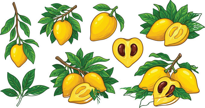 Fresh yellow canistel fruit vector set with green leaves branches whole half and cut eggfruit elements on white background