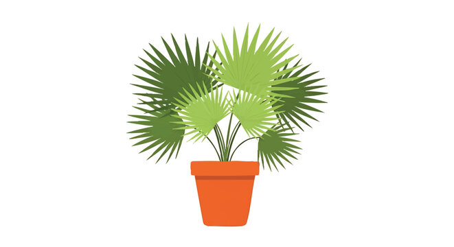 Small potted palm plant with green leaves on a white background.