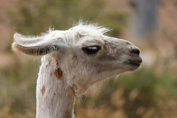 Fototapeta premium llama