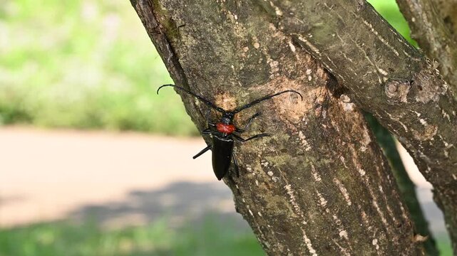 桜や果樹に深刻な被害をもたらす特定外来生物クビアカツヤカミキリ（木の幹・全身）