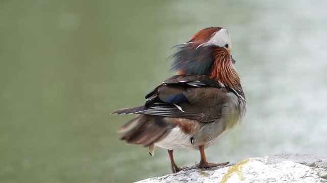 Rear view of a male Mandarin duck (Aix galericulata) displaying intricate feather patterns while resting on a rock beside a tranquil pond in Bad Ragaz, Switzerland.