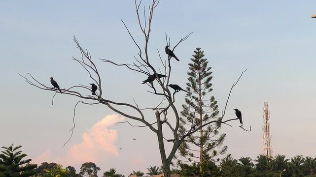 A flock of crows gathers on tree branches at dusk. Some birds fly around looking for a spot to roost. They are noisy and preparing to rest for the evening.