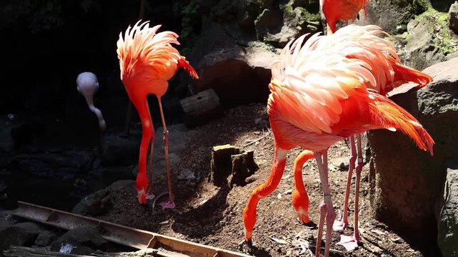Flamingos resting and preening in an outdoor habitat at Izu zoo in Japan, birds with vivid orange feathers and natural rocky background. Birdwatching process.