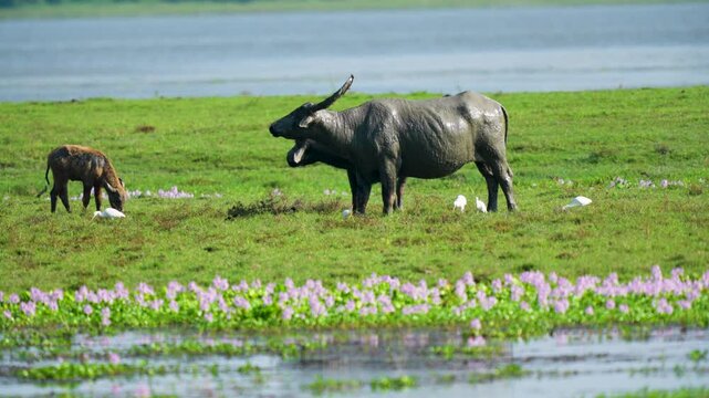 A large water buffalo and its calf graze in a lush green meadow near a river in India, surrounded by white egrets and purple wildflowers.