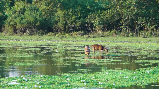 Cinematic shot of barasingha swamp deer foraging in a lush marshland during golden hour. Authentic wildlife scene showcasing biodiversity and sustainability in an Indian nature reserve.