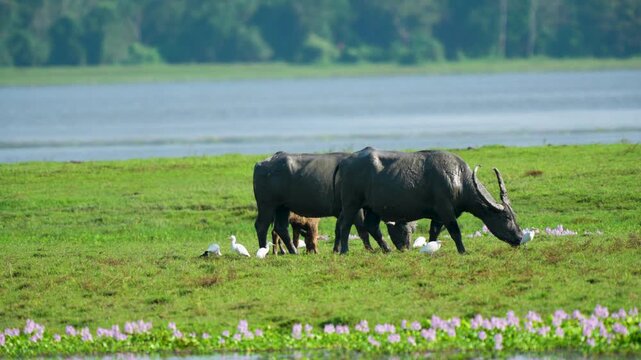 Cinematic shot of wild water buffalo and white egrets grazing in the lush green wetlands of India. Captures authentic wildlife behavior and biodiversity in a natural ecosystem.