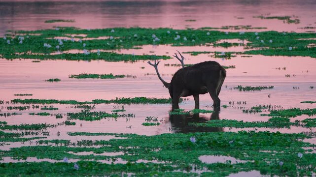 A majestic sambar deer with large antlers grazes in a marshy lake in India during a cinematic pink sunset. Authentic wildlife behavior in a sustainable natural habitat.