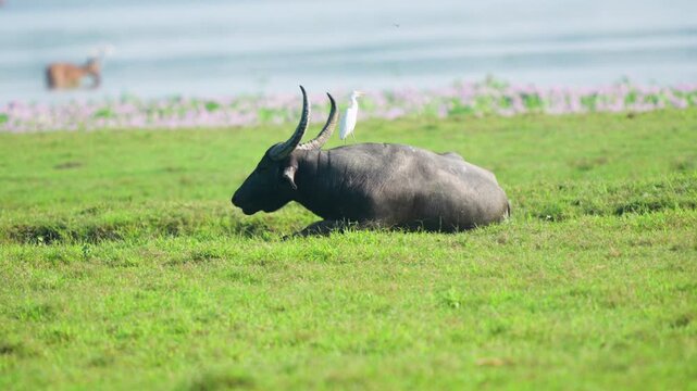 A cinematic shot of a wild water buffalo sitting in a lush green field in India, featuring a white egret perched on its back. Perfect for nature documentaries and sustainability themes.