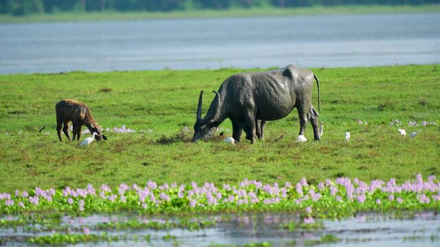 A cinematic shot of a wild water buffalo and its calf grazing in the lush green wetlands of India, surrounded by white egrets and purple water hyacinths.