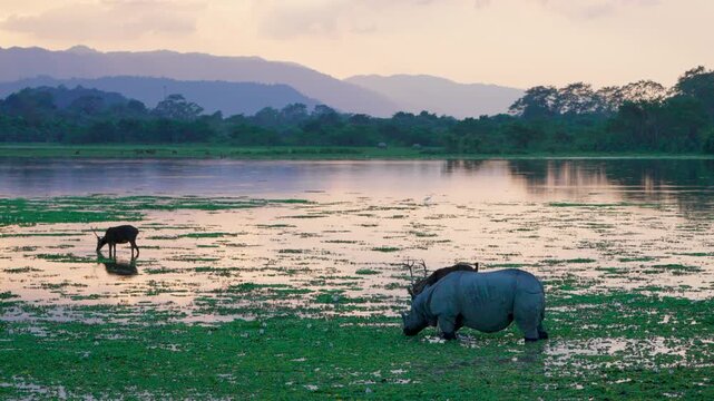 A majestic Indian rhinoceros and swamp deer graze in the wetlands of Kaziranga National Park during a cinematic golden hour sunset. Authentic wildlife scene in India.