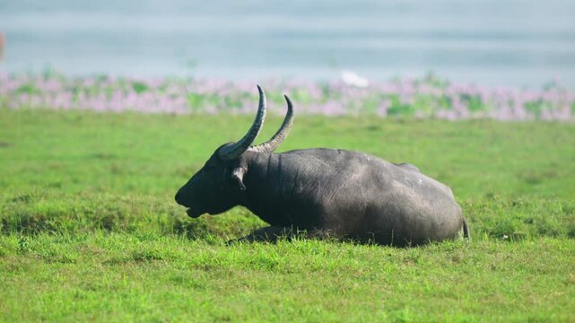 An authentic cinematic shot of a wild water buffalo with large horns resting in a lush green field. Suitable for sustainability and wildlife documentaries.