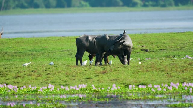 Cinematic shot of wild water buffalo grazing in a lush green meadow near a lake in India, surrounded by white egrets in a sustainable natural habitat.