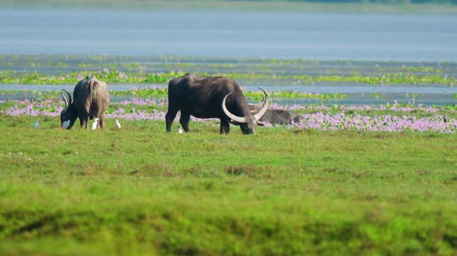 Cinematic shot of wild water buffalo with large horns grazing in a green meadow near a lake in India, featuring authentic wildlife behavior.