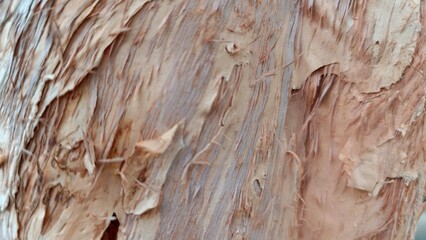 Macro close up of peeling paperbark tree trunk texture showing organic layered fibers on a weathered wood surface © Jhaya